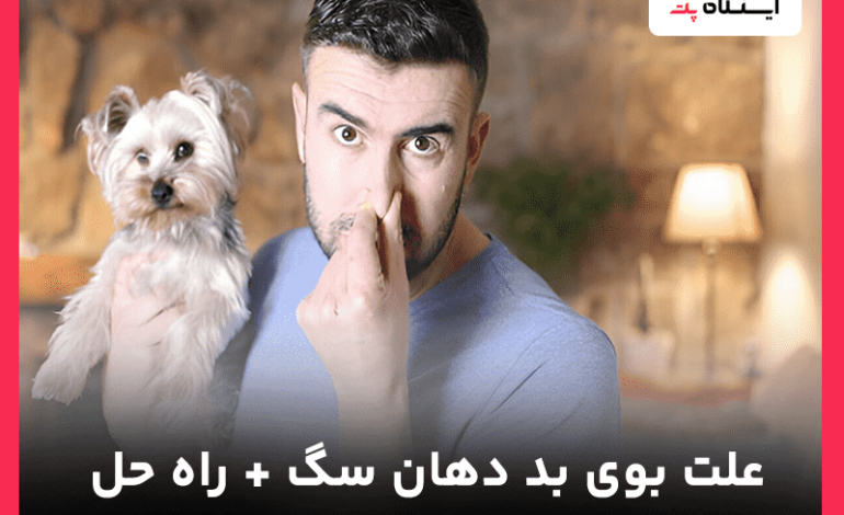 چرا دهان سگ بو می‌دهد؟ علت‌ها + بهترین راه‌های درمان و پیشگیری