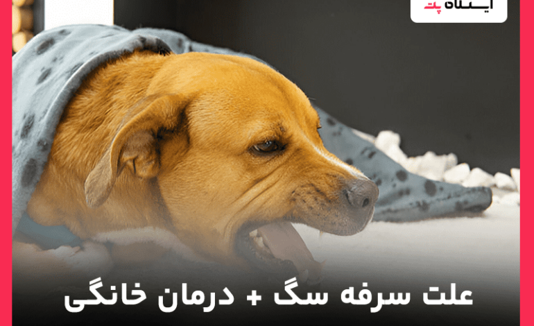 همه چیز درباره علت سرفه سگ‌ها؛ روش‌ درمان + علائم خطرناک