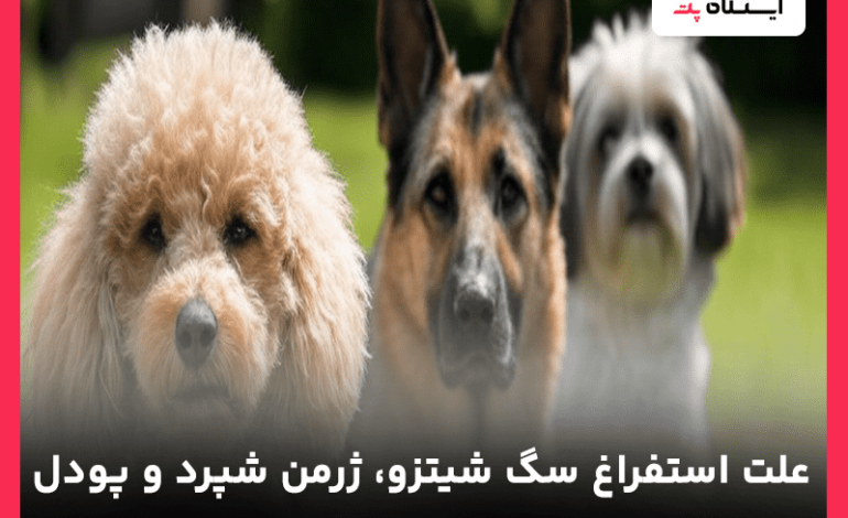 علت استفراغ سگ شیتزو، ژرمن شپرد و پودل + راه درمان فوری