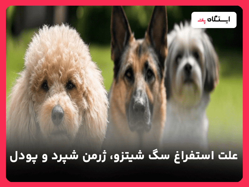 علت استفراغ سگ شیتزو، ژرمن شپرد و پودل