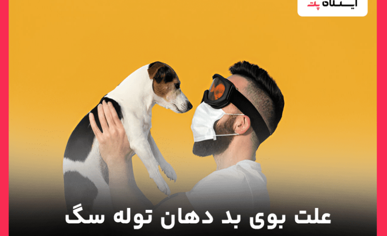 علت بوی بد دهان توله سگ + علائم و راه درمان خانگی تضمینی!