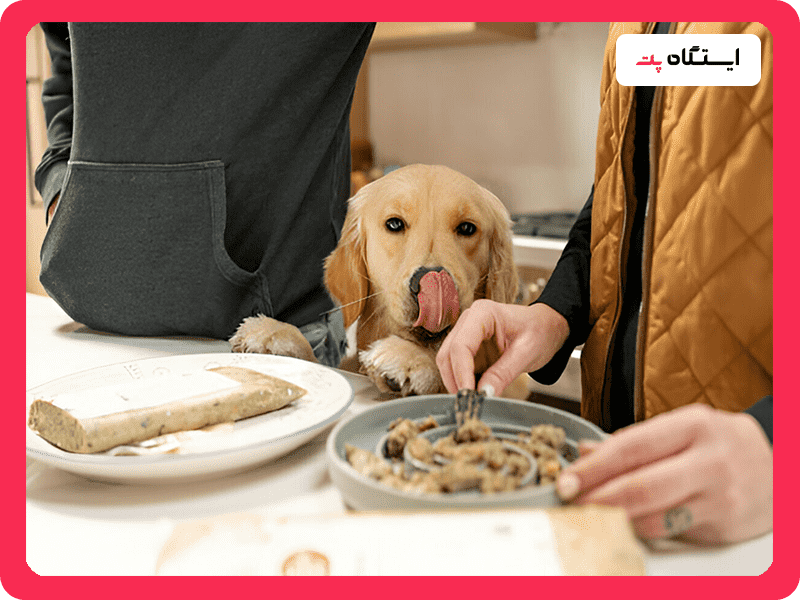 بهترین غذای خشک برای سگ گلدن رتریور