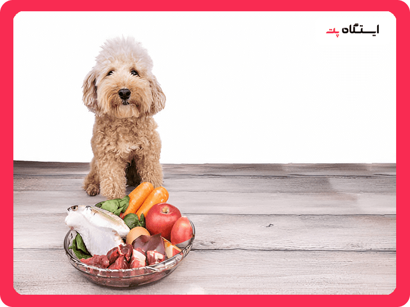 غذای مورد نیاز سگ پودل