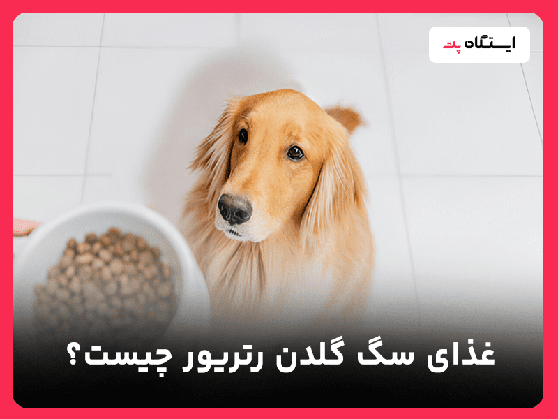 غذای سگ گلدن رتریور