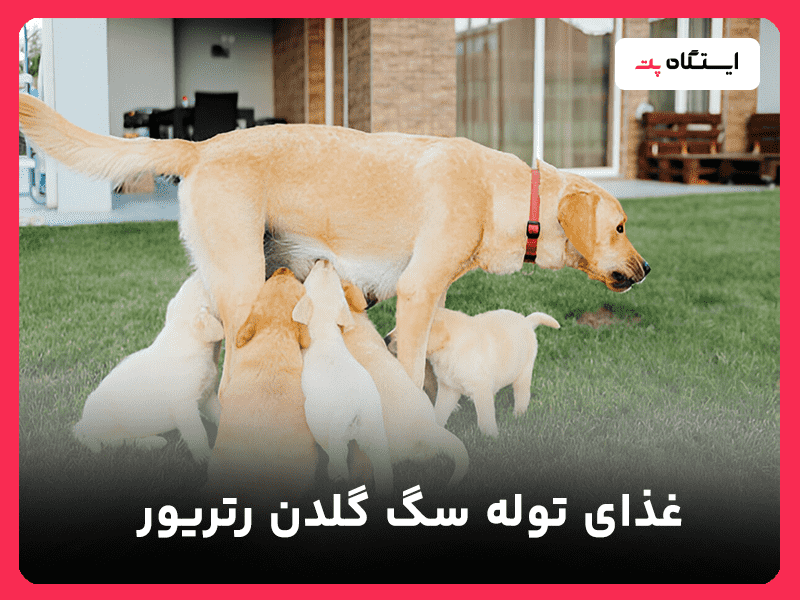 غذای توله سگ گلدن رتریور