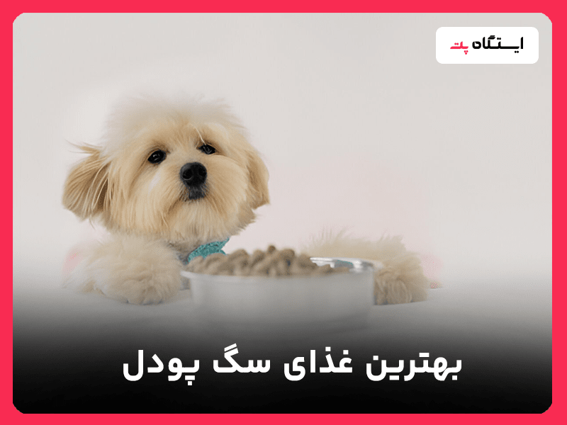 غذای سگ پودل