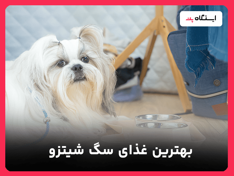 بهترین غذای سگ شیتزو