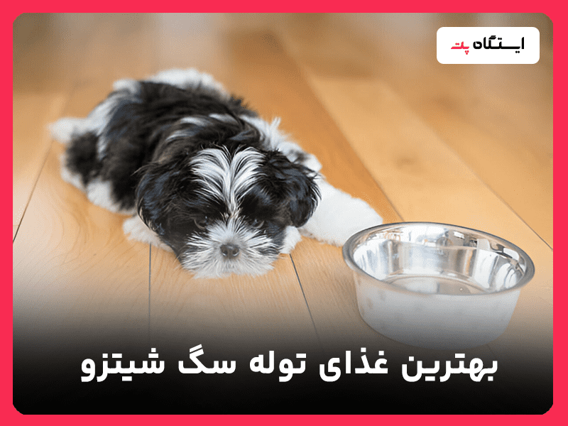 غذای توله سگ شیتزو