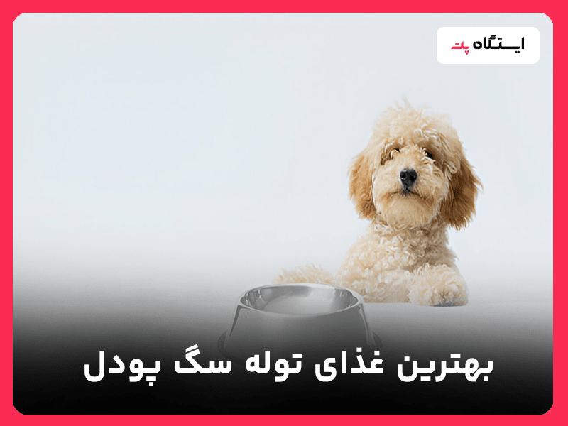غذای توله سگ پودل