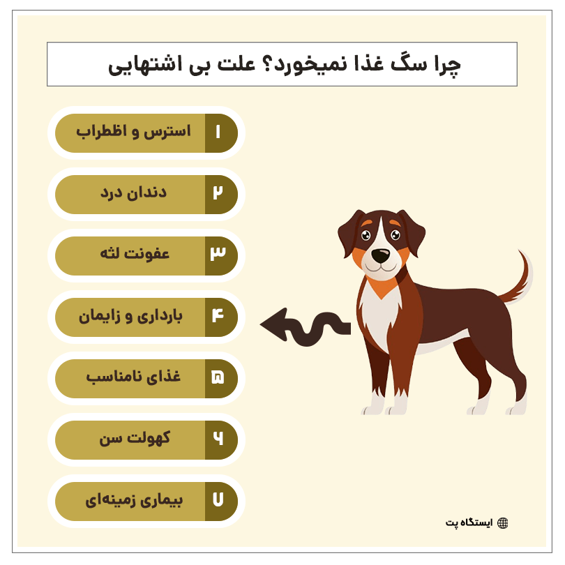 علت بی اشتهایی سگ اینفوگرافیگ