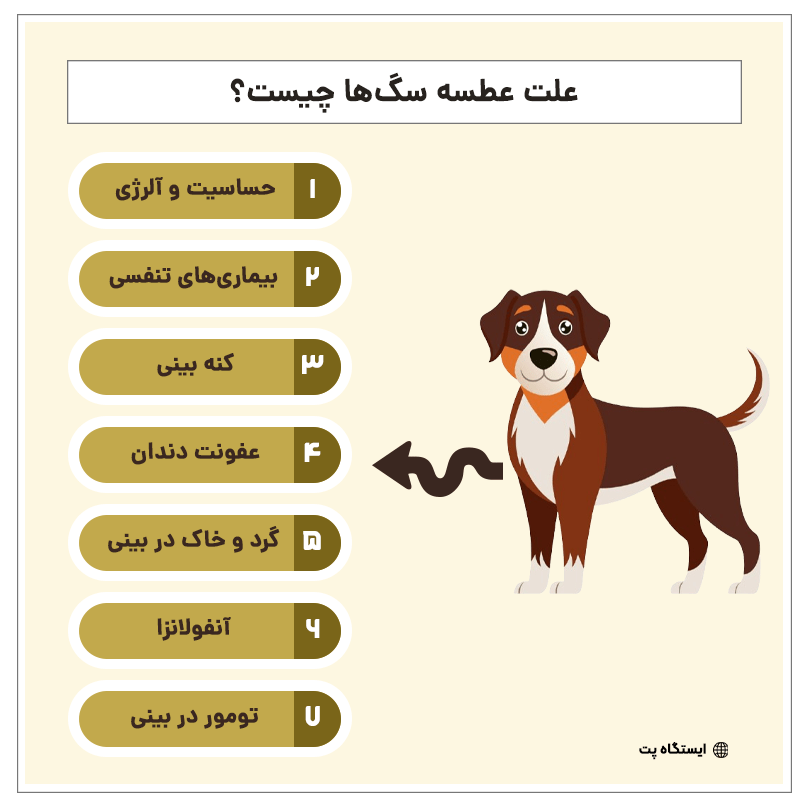 اینفوگرافیک علت عطسه سگ