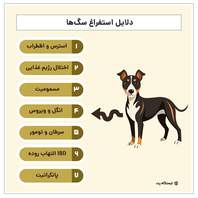 علت استفراغ سگ اینفوگرافیک
