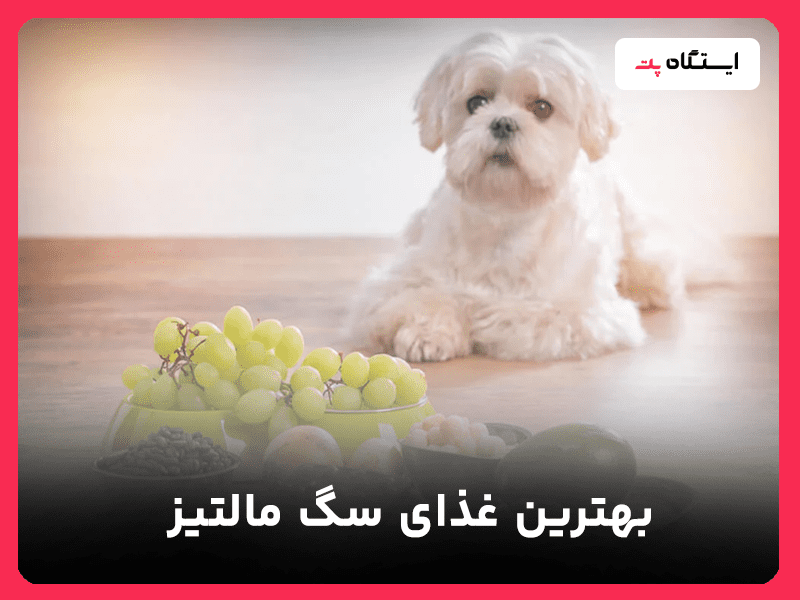 غذای سگ مالتیز