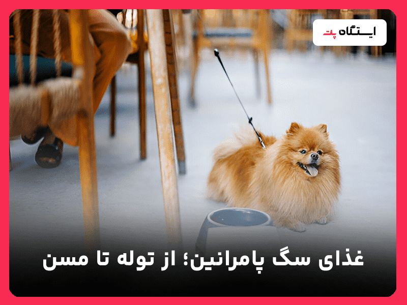 غذای سگ پامرانین