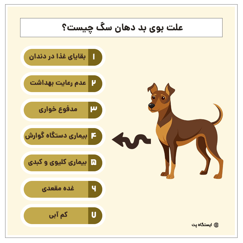 اینفوگرافیک علت بوی بد دهان سگ