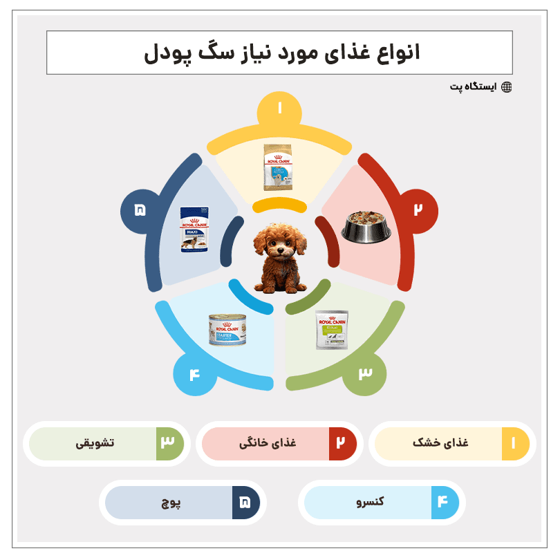 غذای مورد نیاز سگ پودل - اینفوگرافیک
