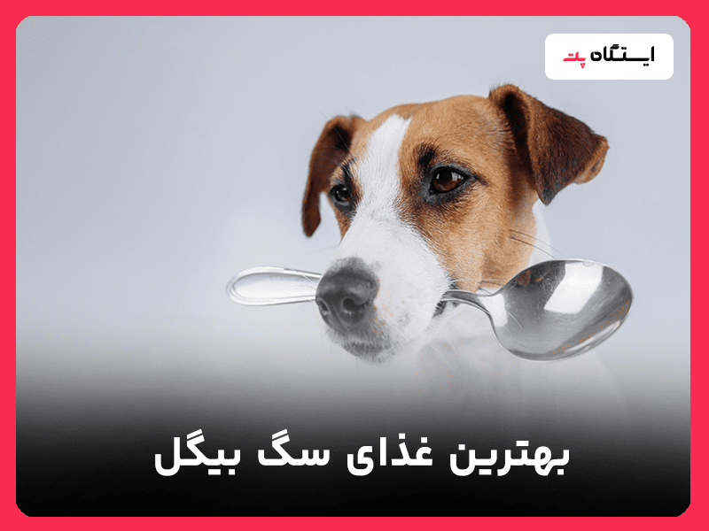 غذای سگ بیگل