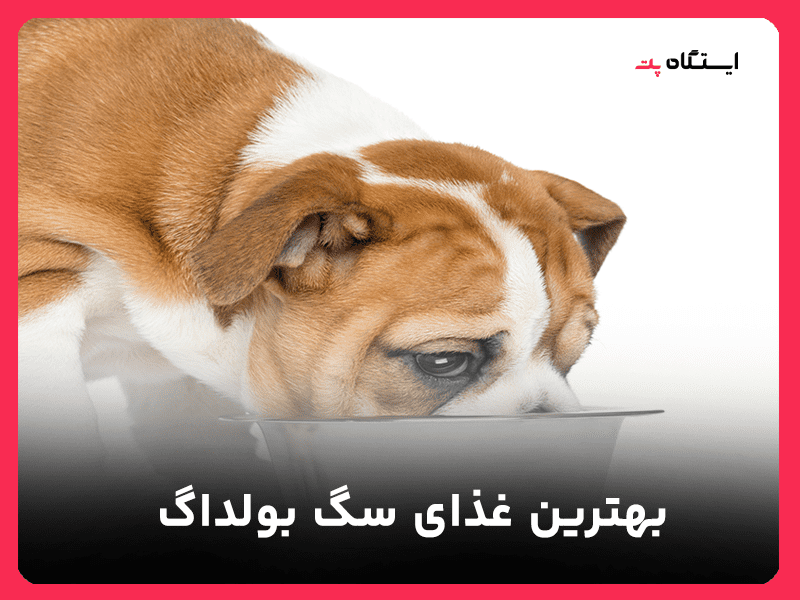 غذای سگ بولداگ