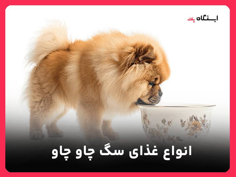 غذای سگ چاو چاو