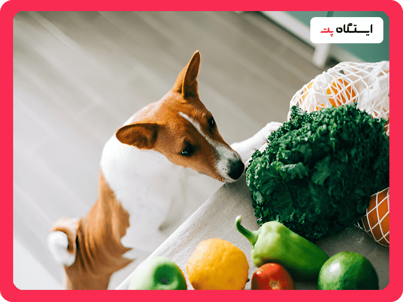 غذای مورد نیاز برای سگ باسنجی