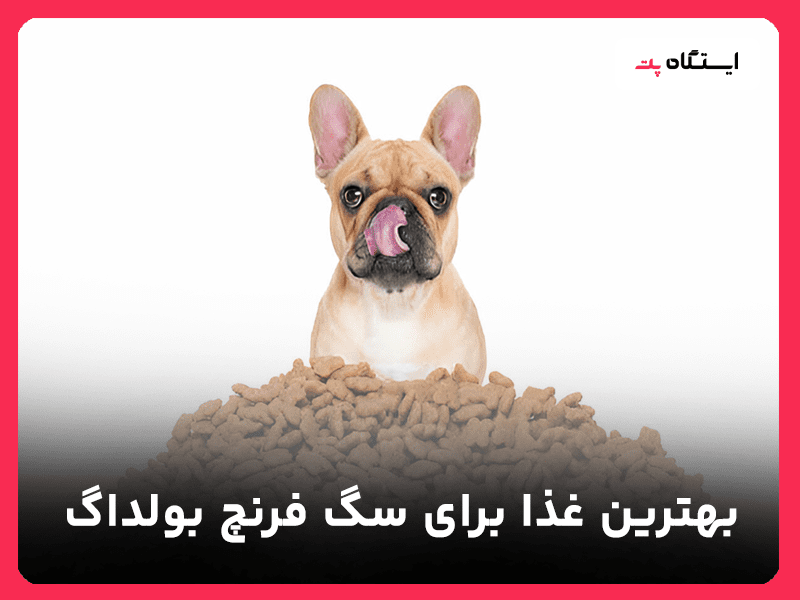 بهترین غذا برای سگ فرنچ بولداگ
