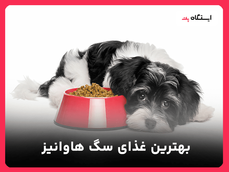 غذای سگ هاوانیز