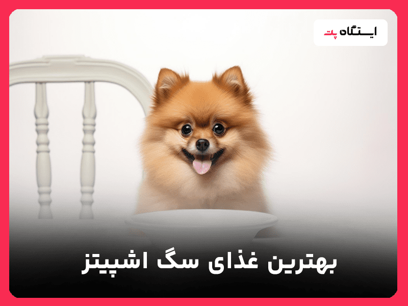 غذای سگ اشپیتز