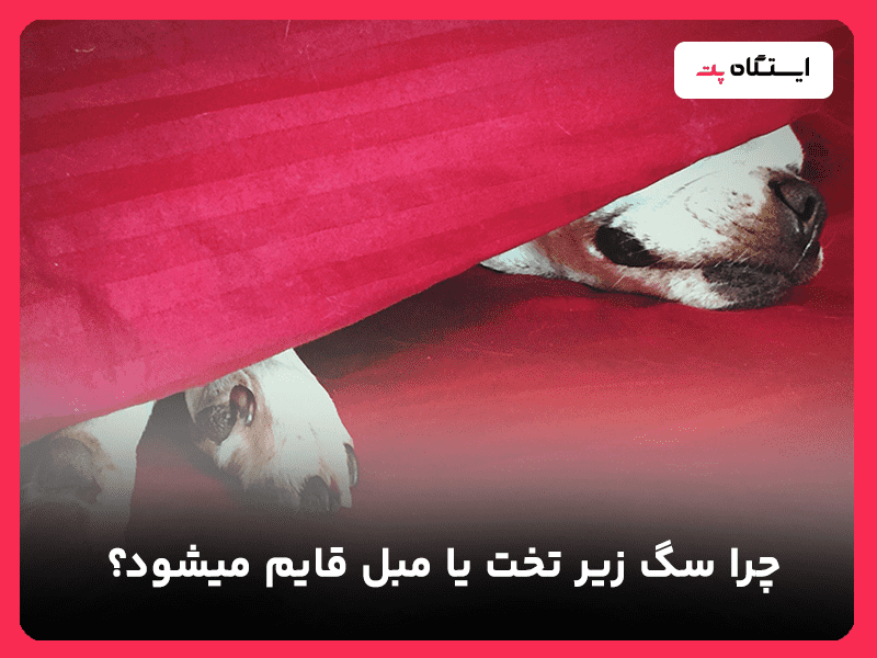 چرا سگ زیر مبل یا تخت قایم میشود؟