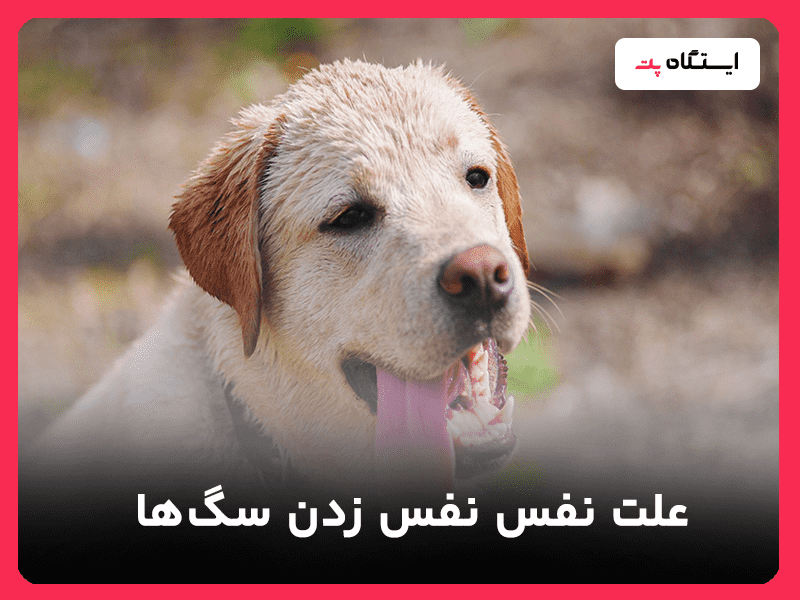 علت نفس نفس زدن سگ‌ها