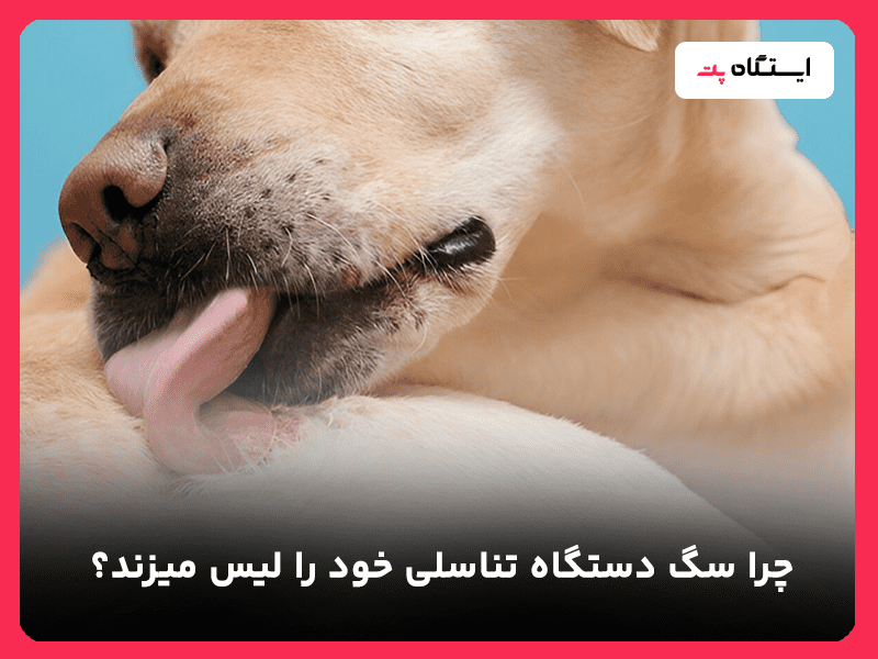 علت تناسلی لیس زدن سگ ها