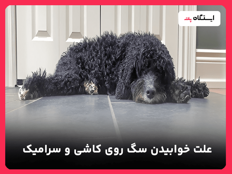 علت خوابیدن سگ روی کاشی و سرامیک
