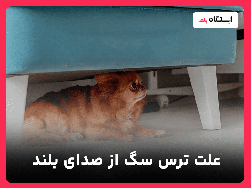 علت ترس سگ از صدای بلند