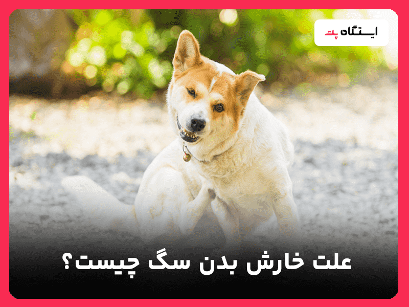 علت خارش بدن سگ