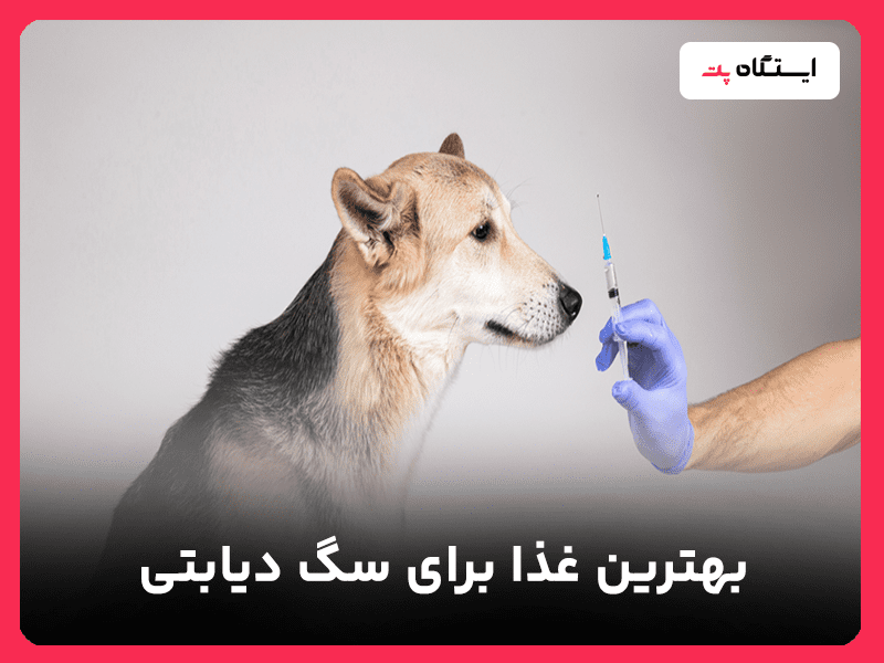 بهترین غذا برای سگ دیابتی